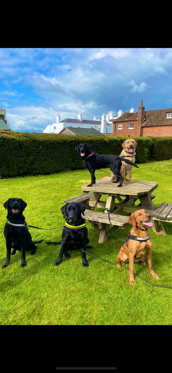 🐾Drugs Course🐾 This week is the 1st week of training for these lot. Join Reggie, Morse, Dudley, Gracey & Jade as they embark on 6 weeks training to become police dogs. We’ll keep you updated on their progress through the weeks. #drugsdog #searchdogs #labrador #blacklabrador