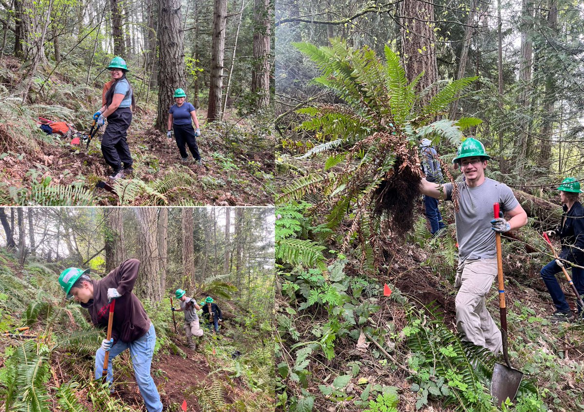 WSUVancouver's tweet image. WSU Vancouver and the Washington Trails Association collaborated on their final Coug Trails work party April 13. Fourteen participants contributed 76 work hours to rough cut 410 feet of new trail. Thank you to all who volunteered this year! 
#CougTrails #WSUVancouver #GoVanCougs