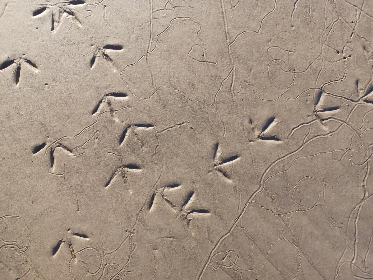 👣 Estuary sand makes a perfect place for creatures to leave their mark. 👣 Pictured here are wader prints and molluscs tracks. 📸 David Pickett #ScottishWildlife #Scotland #Footprints #LeaveOnlyFootprints