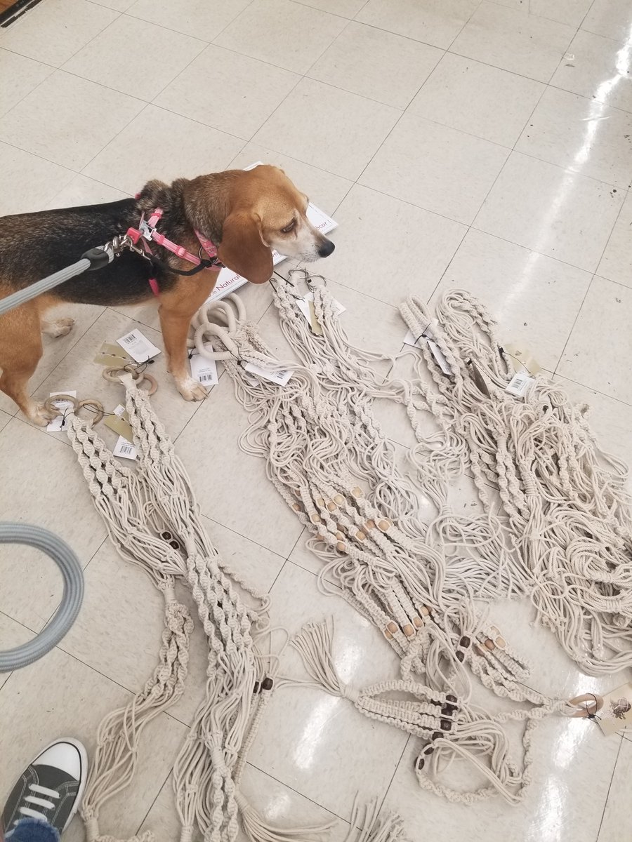 pacey_car's tweet photo. The before and the after. You would think mom would've learned by now never turn your back on a beagle #beagle https://t.co/zqbe3KnoC2