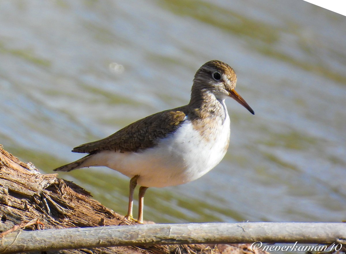 Ak kuyruksallayan-Dere düdükçün 2024  #birdphotography #hangitür