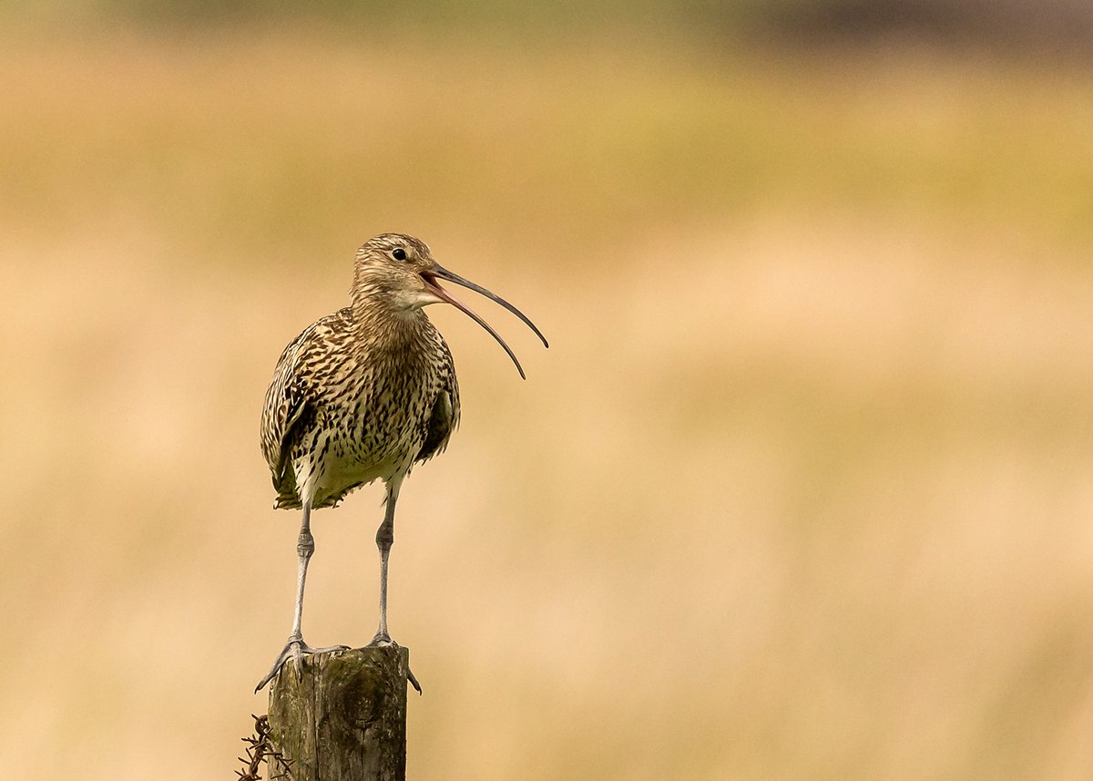 Great news! 16 of the 17 tagged curlew are now safely back on their breeding grounds in the #YorkshireDales. We wish them all a successful breeding season 🤞 Read all about the project 👇 yorkshiredales.org.uk/about/wildlife… @bolton__castle @curlewrecovery @CurlewAction @_BTO