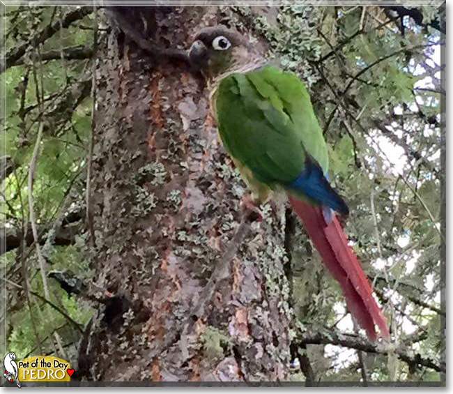 Today's Pet of the Day is #cute Pedro, a #green #cheek #conure #love - read her (yes HER) story and see more #photos at petoftheday.com/archive/2024/A… #petoftheday #pets #petsofinstagram #pet #PetsOfTwitter #birds #petbird