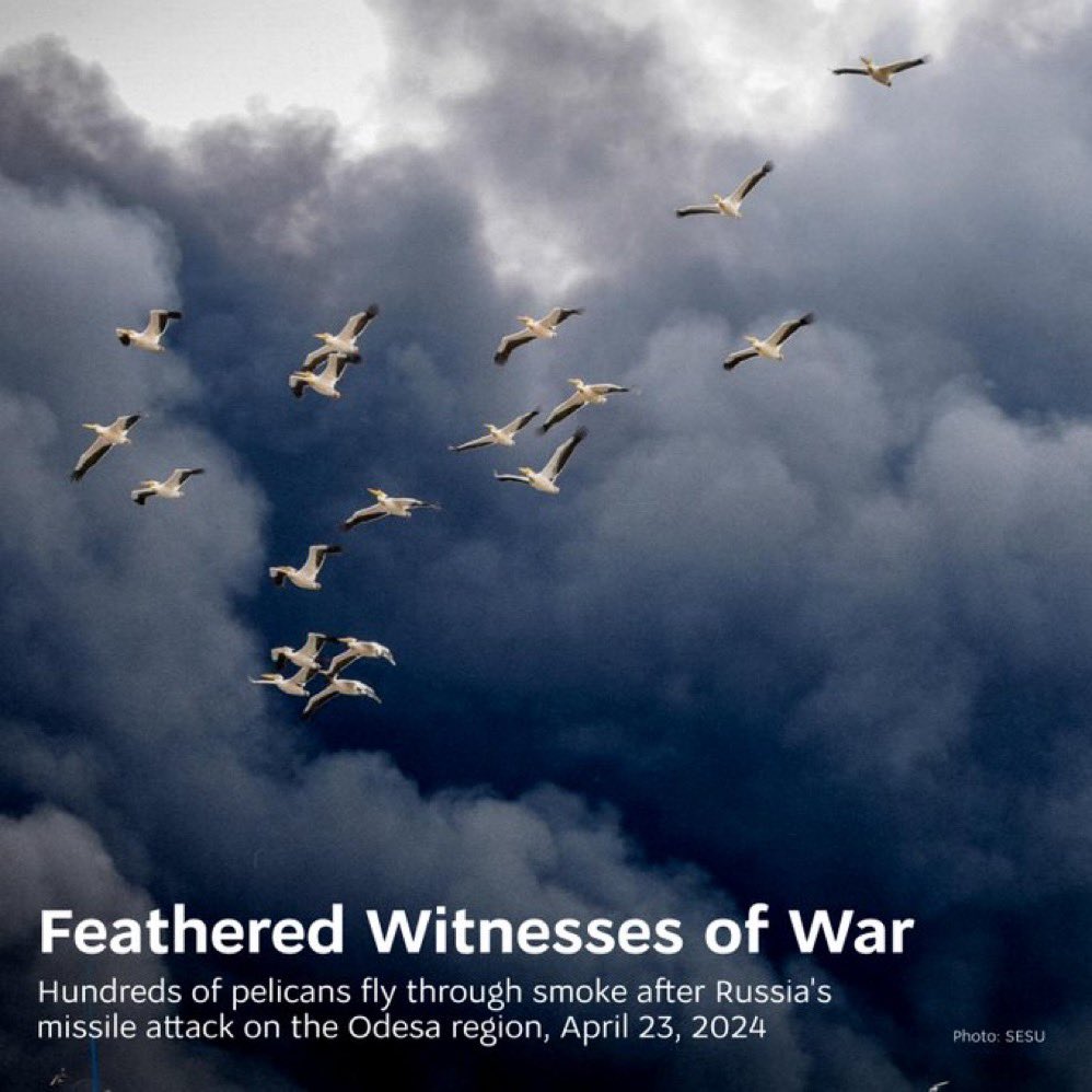 Today, Russia attacked the Odesa region. It's not just the tired cities & people suffering from 🇷🇺 terror, but also pelicans who adore the region's coastal areas.

Sky free from missiles & drones, seas free from mines, protected cities & lives — that's what #WhatWeAreFightingFor.