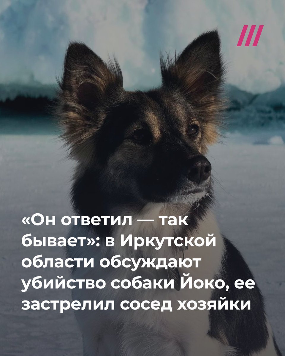 tvrain's tweet photo. В 2022 году блогер Антонина Радионова спасла и выходила щенка, попавшего под машину, об этом писали все местные СМИ. Почти два года она жила и путешествовала вместе с Йосей по России. 18 апреля сосед Антонины застрелил животное, когда собака забежала на часть его участка в поселке Первомайский. Теперь девушка планирует судиться с ним 

1/4