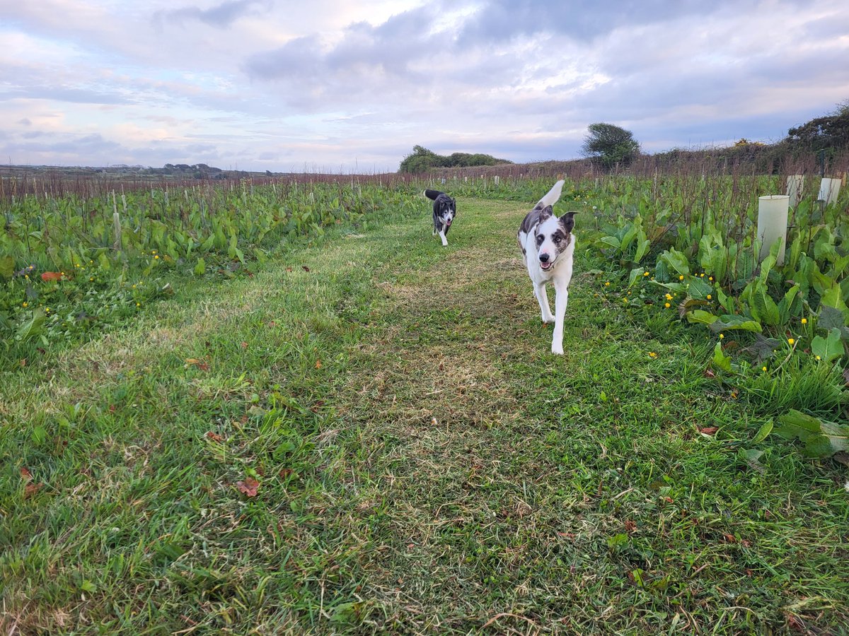 Collie (plus Horus) adventures on the newly-mown paths through Mum's memorial woodland. We will rotovate these paths to provide bare earth habitat for solitary bees and arable plants within the woodland as part of our aim to create a true mosaic of habitats across our farm.