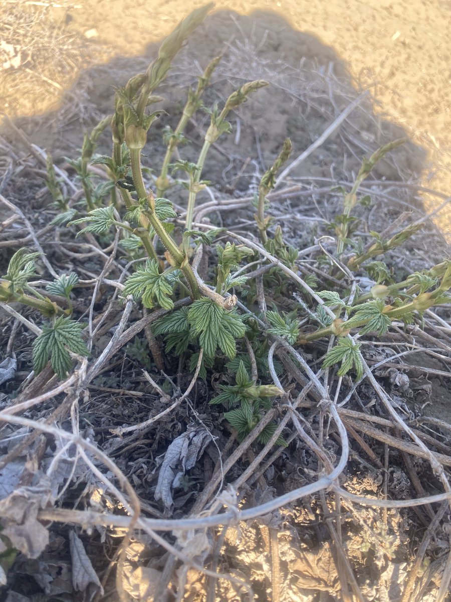 Flatland Hops tweet media