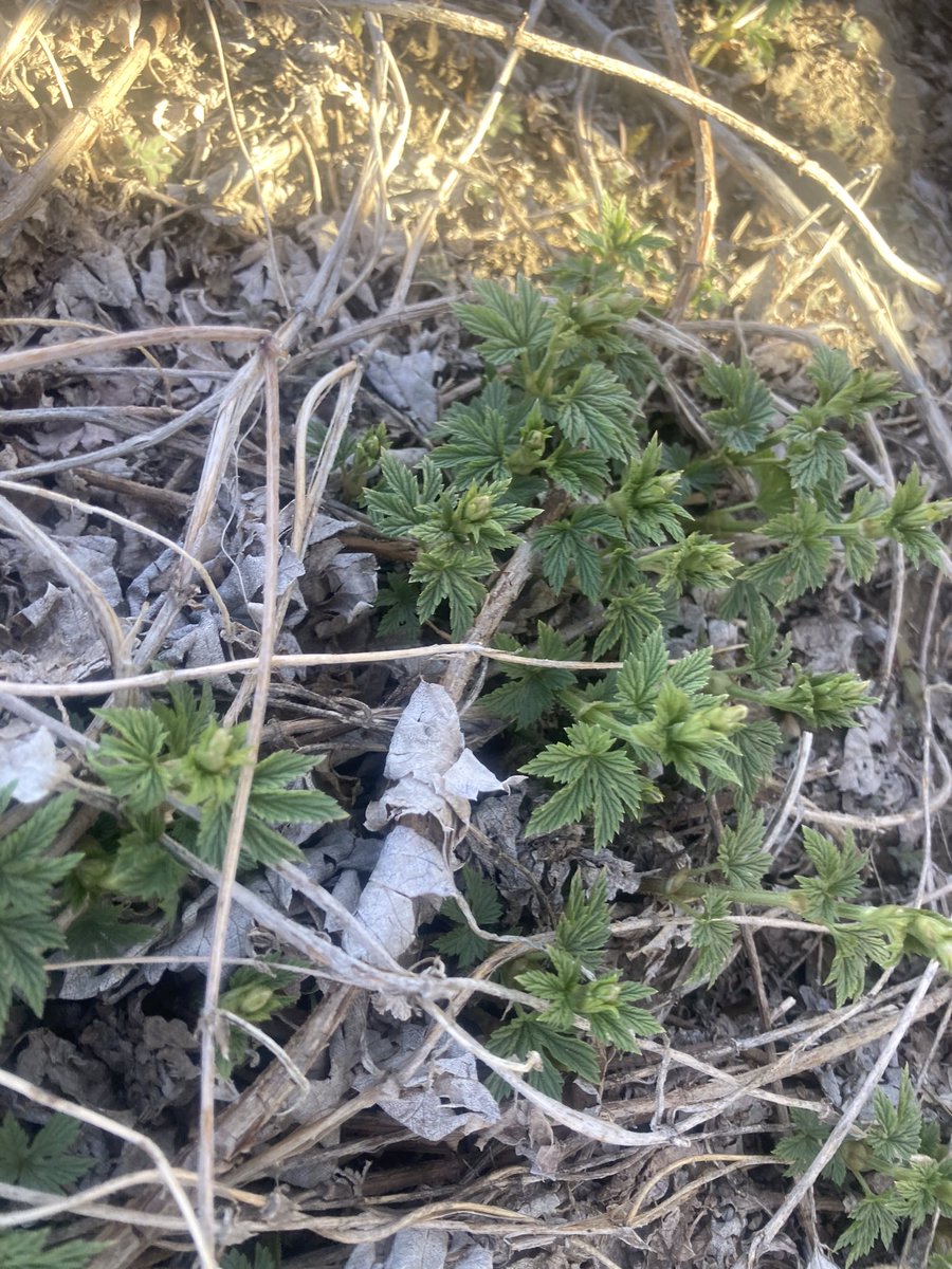 Flatland Hops tweet media