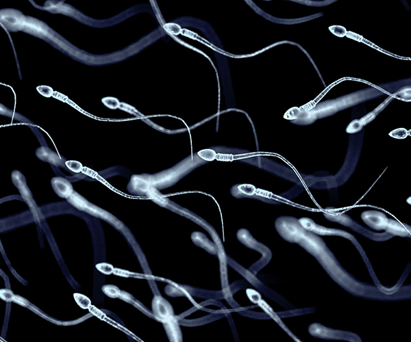 #NICHD’s Contraceptive Development Program is advancing research on reversible male contraceptives. Learn about novel testosterone analogs designed to suppress sperm production: go.nih.gov/QhhHG1. @IRPatNIH #NICHDimpact