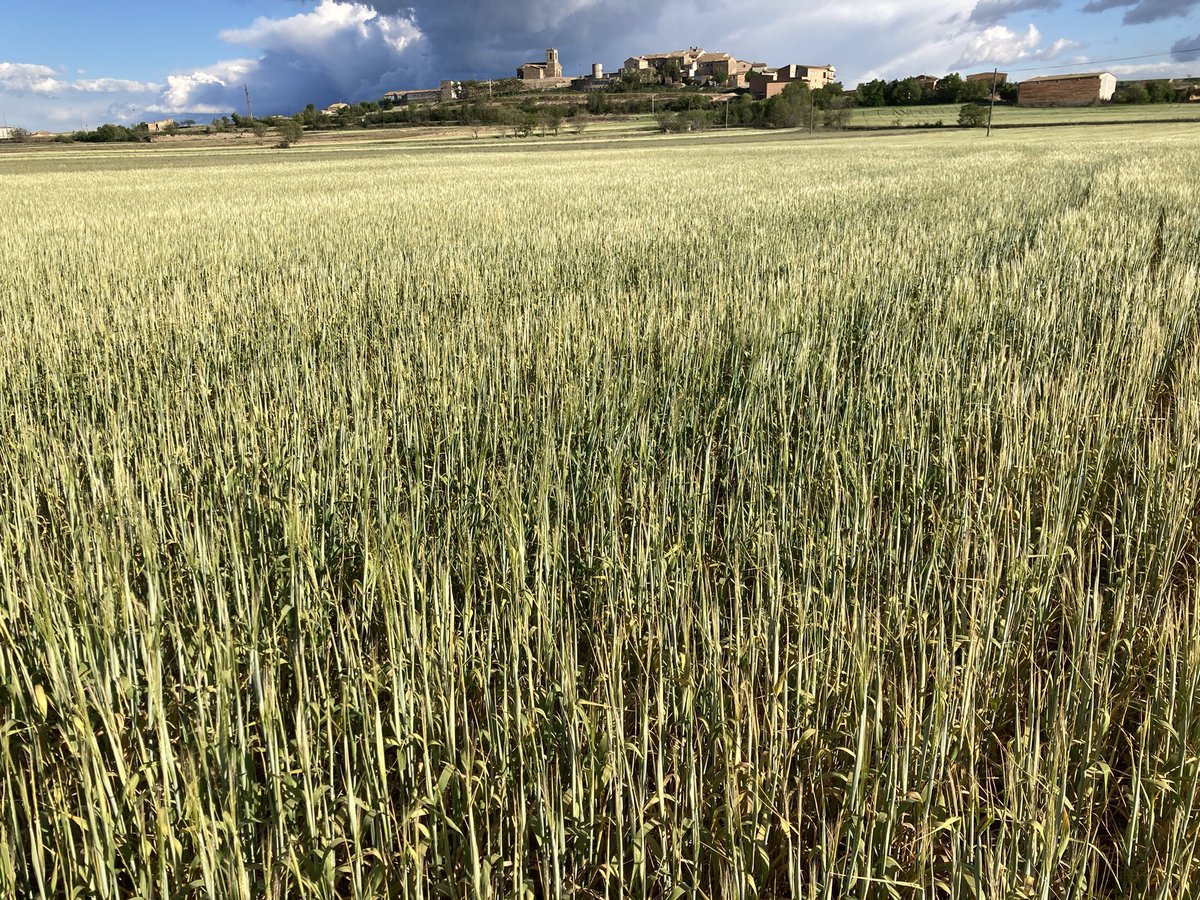 #ElsPlansDeSió segurament una de les zones del país amb menys pluviometria acumulada aquest any. 
Morint de set, i ja en van 3 !! 
@eltempsTV3 @MeteoMauri <a href="/ccsegarra/">Consell Comarcal de la Segarra</a> <a href="/PagesosGPS/">Pagesos GPS</a>