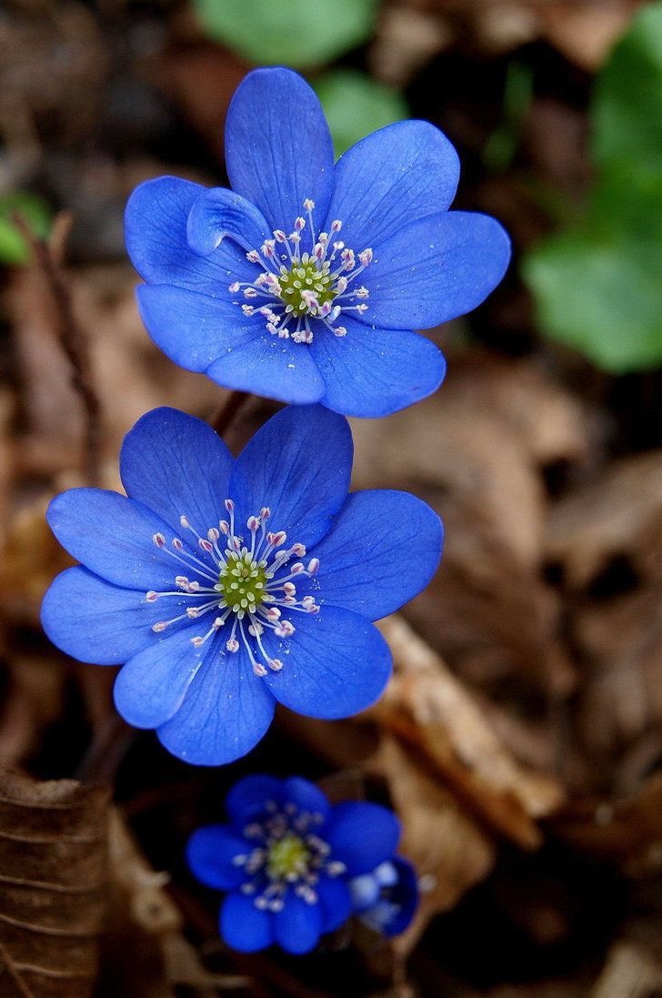 Die blaue Blume Ich suche die blaue Blume, Ich suche und finde sie nie, Mir träumt, dass in der Blume Mein gutes Glück mir blüh. Ich wandere mit meiner Harfe Durch Länder, Städt und Au'n, Ob nirgends in der Runde Die blaue Blume zu schaun. Ich wandere schon seit lange, Hab