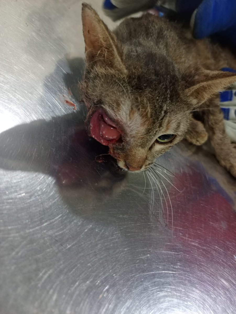 tws_pk2's tweet photo. Little Nairobi is just one of many that has come through our doors in urgent need of help. Donations are slow and we need your help to treat these urgent cases. Please donate to help Nairobi and all the others at the clinic currently 🙏🏼 https://t.co/JlYv8jr91i https://t.co/2cjx6lob4i