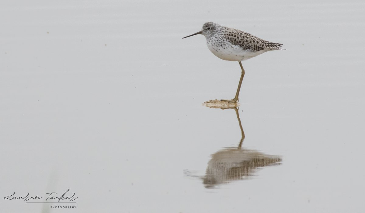 Marsh Sandpiper – Tringa stagnatilis Normandy Marsh, UK 22nd April 2024 @CanonUKandIE | @Natures_Voice |