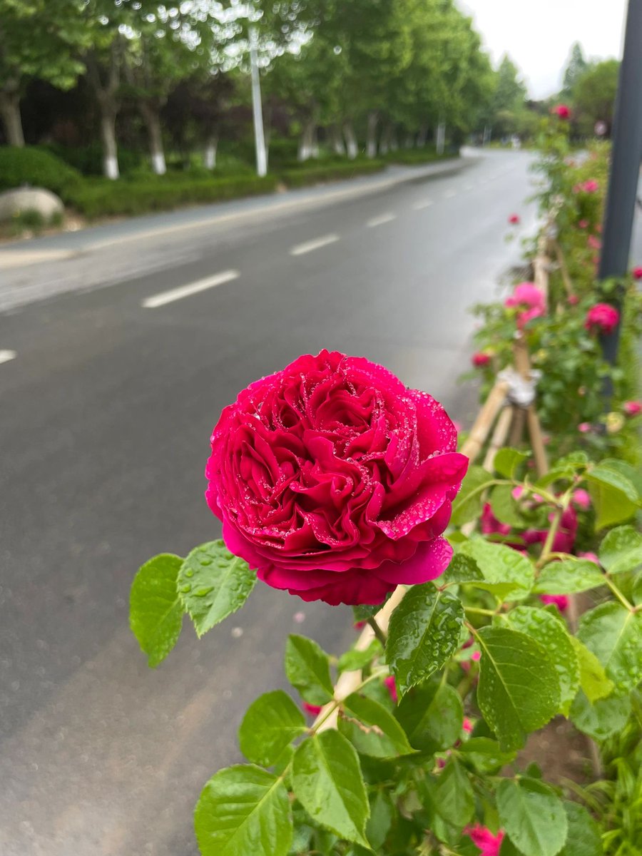 Lively_Emily_'s tweet photo. πΉπΉHappy St. George's Day! Flowers are nature's works of art, conquering the eyes with their unique forms and colors. Let's appreciate the beauty of flowers and feel the charm of nature. πΈππΉ
#Photography #lens #Color #shootingAngle #plants #flowers #Beauty https://t.co/ux3XK35AB8