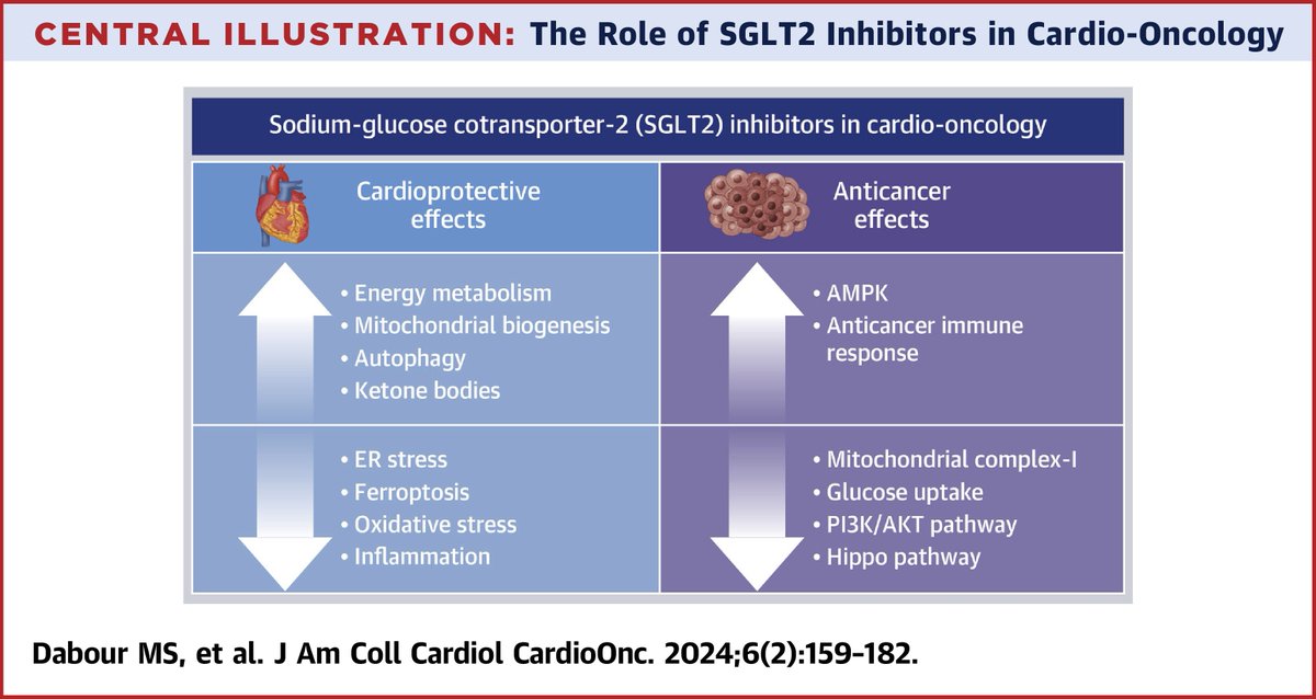 Do #SGLT2i have a role in #CardioOnc? This review article highlights the cardioprotective evidence and the anticancer potential of SGLT2i in cardio-oncology. bit.ly/4ccqRCd #JACCCardioOnc @Zordoky_Lab @MohamedDabour91 @MinaYGeorge13 @maryraphel22 @BlaesAnneMD