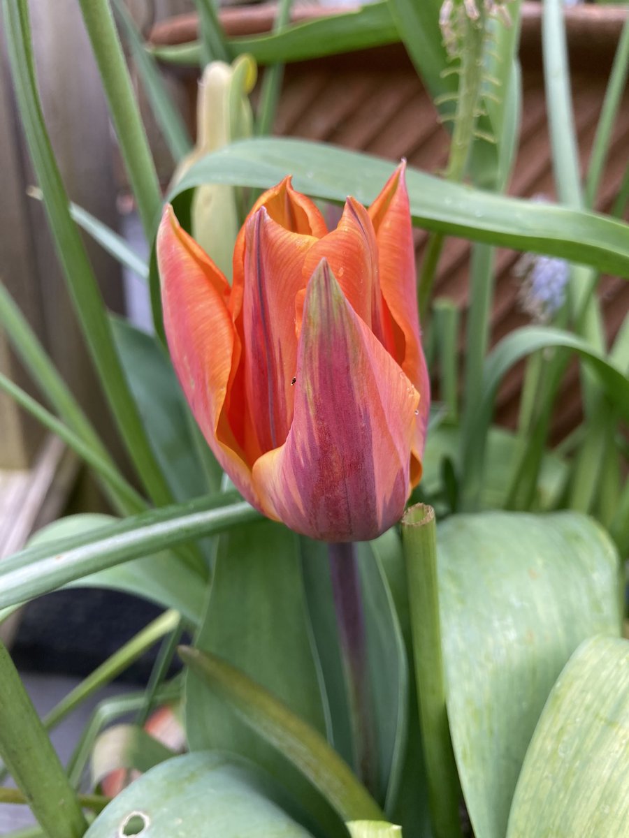 Today’s pictures for #TulipTuesday #GardeningTwitter