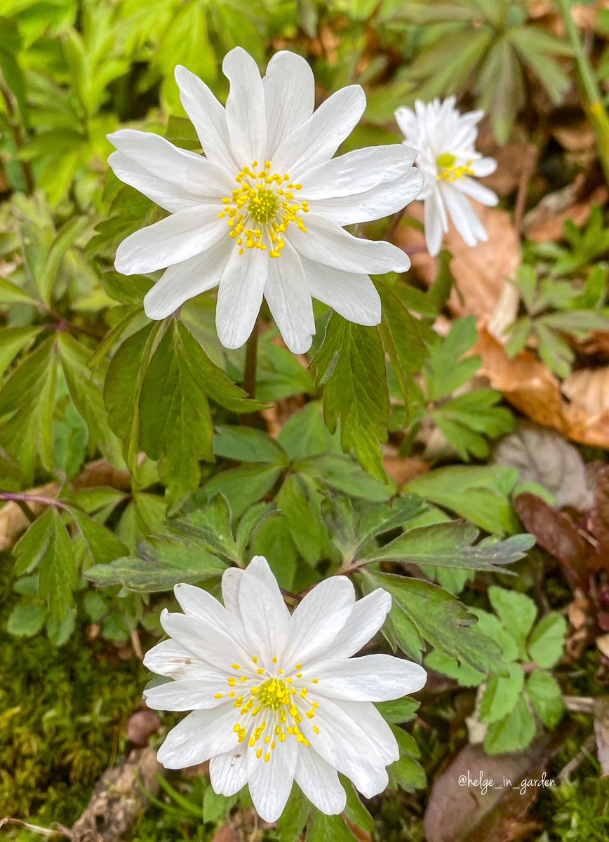 Anemone nemorosa «Hilda» in our spring garden.😄 
#Flowers #nature #NaturePhotography #gardening #gardens #Norway  #plants #NaturePhoto #Spring2024