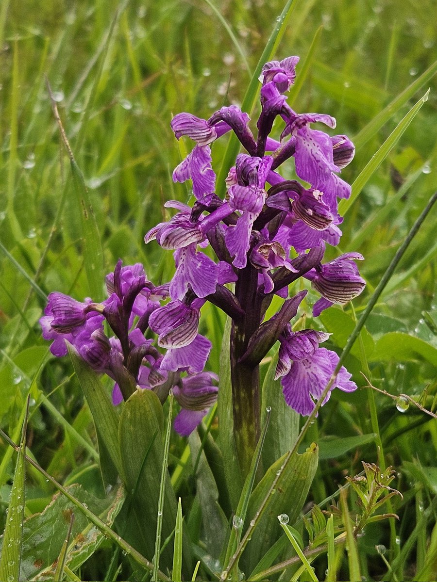 A quick check of Giffords Flash produced a Swift, 6 B-t Godwit & Pintail. Then to Abberton where I found a Spotted Redshank with 4 Greenshank at Billets Flood & a couple of Green-winged Orchids on the reserve, other highlights were 3 Spoonbill, 20+ Swifts, 2 LRP & Willow Warbler