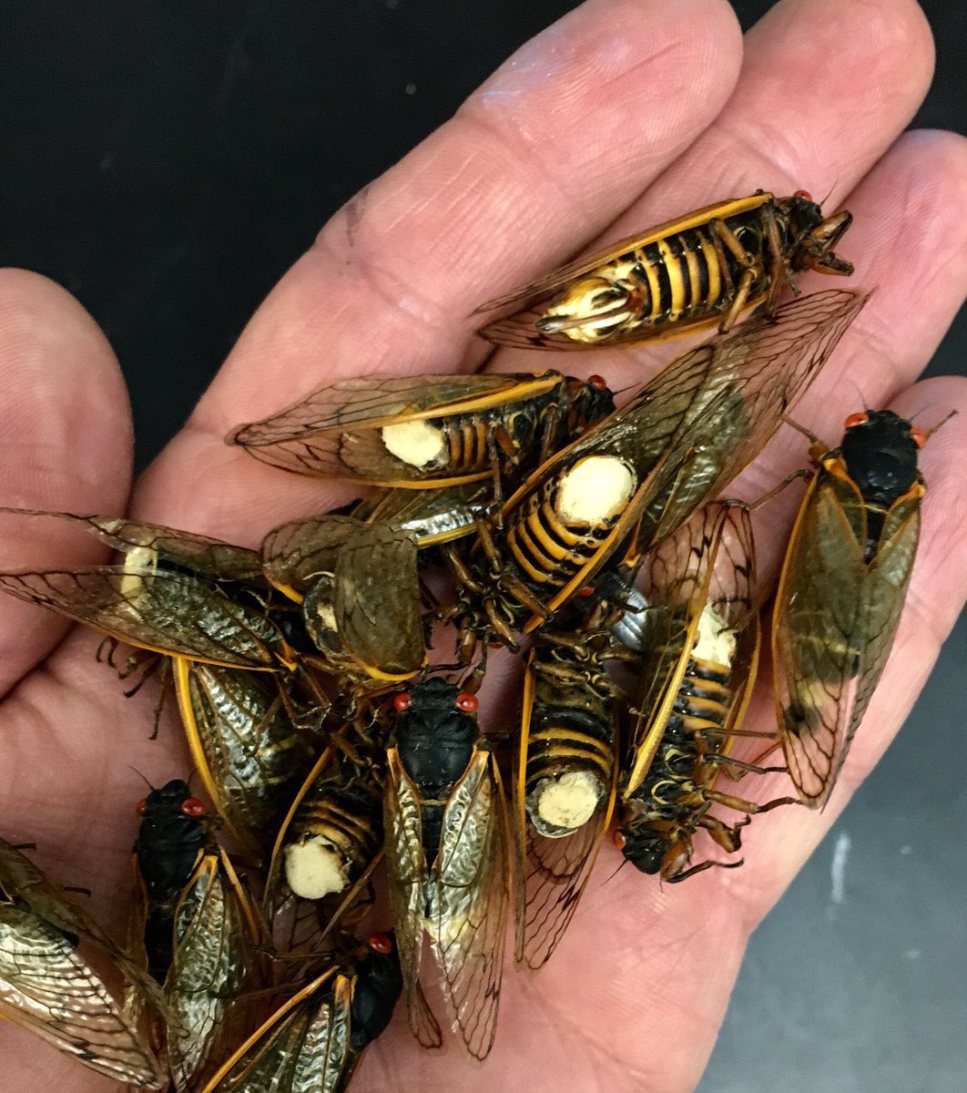 Who is ready for a boatload of fungus-infected periodical cicadas?