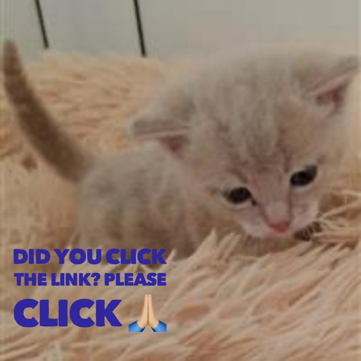 🚨🚨 DAILY REMINDER - PLEASE CLICK THE LINK 🙏🏼
Even if you have clicked before you can click again.

yummypets.com/voice/pot/351

Thank you 

#catlovers #rescuecats #animalrescue #pleasehelp #catcharity #cutecat #cutecats #rescuedisthebestbreed