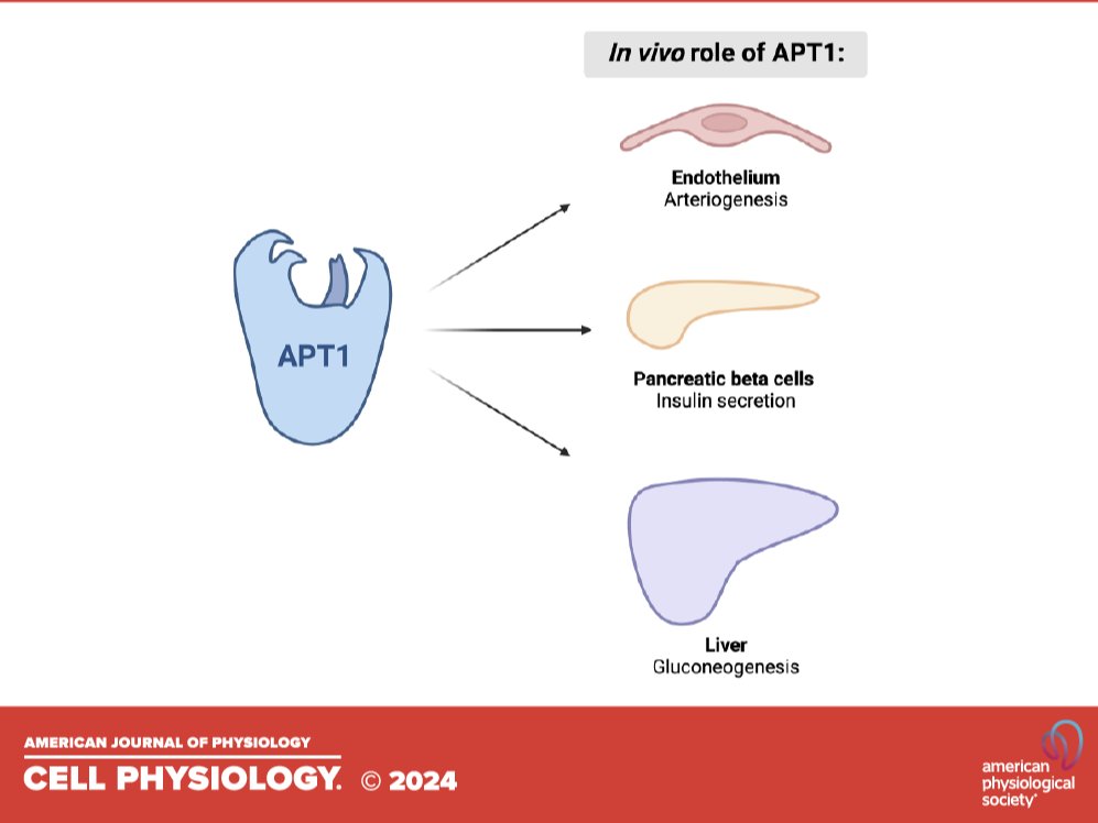 A fantastic team at @WashUEndo put together this feature article to help those with excess adiposity. Depalmitoylation and cell physiology: APT1 as a mediator of metabolic signals (Sarah Speck et al.): ow.ly/7IwT50RmrwY #Diabetes #Obesity #Insulin