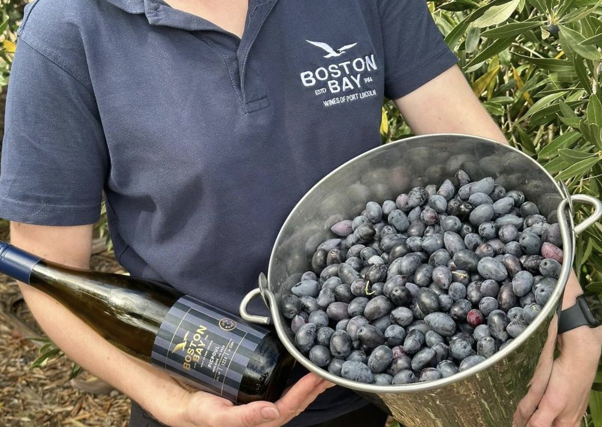 Hand picked Kalamata olives 🫒 straight from the property! Pop in for a try or have a glass of our award winning wines this weekend!
bostonbaywines.com.au