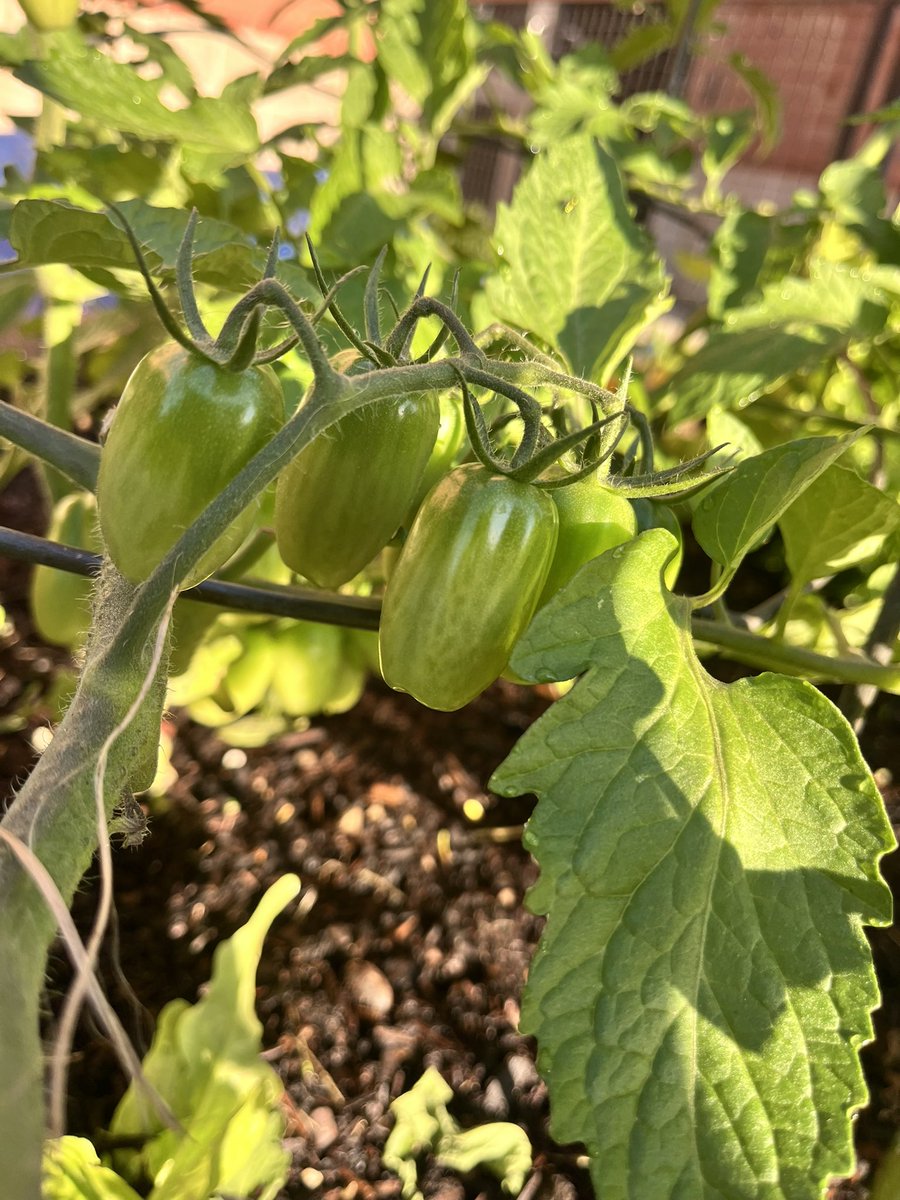 iSpy 🍅tomatoes 🍅! @readygrowgarden @HoustonISD @OakForestES #plantlifecycle #fruitfromflowers #GardenDay