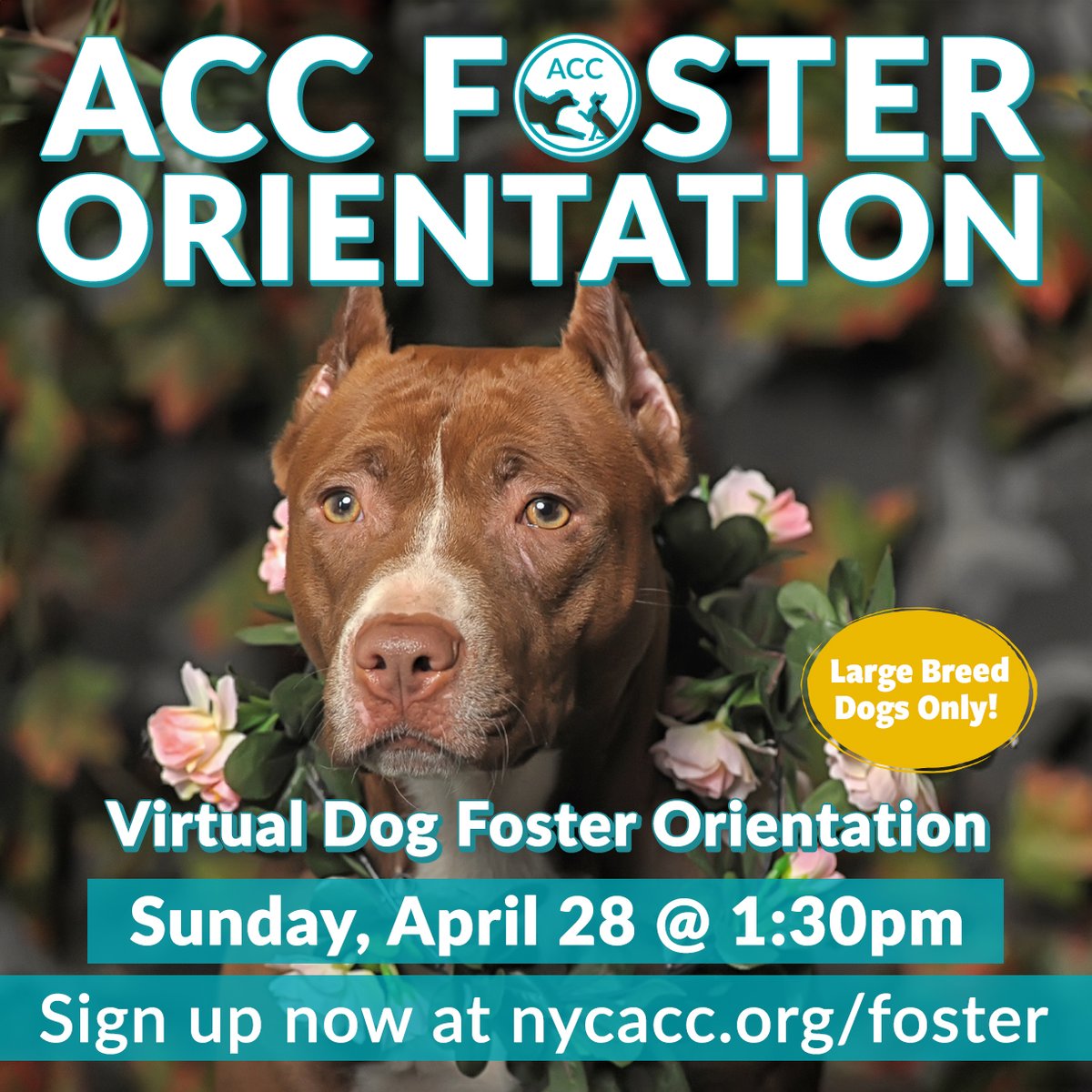 The @NYCACC is looking for New Yorkers wanting to open their homes 🐶😺 If you are interested in helping, sign up for virtual foster orientation happening this Saturday! Foster homes are especially needed for kittens and large-breed dogs. nycacc.org/foster/