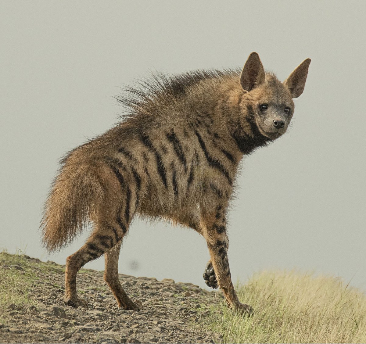 Also I don't care if scientists agree with this or not, hyenas definitely are direct descendants of all those eocene / myocene / oligocene 'is it a wolf, is it a lion or is it a bear?' species. Shout out to those goofy goobers (in a positive way).