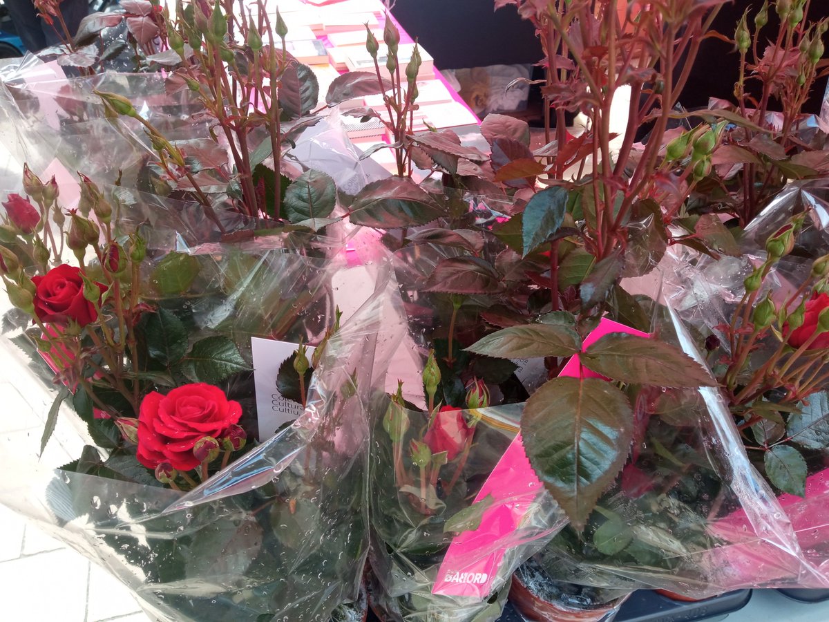 Jordi Valls Olivé tweet media