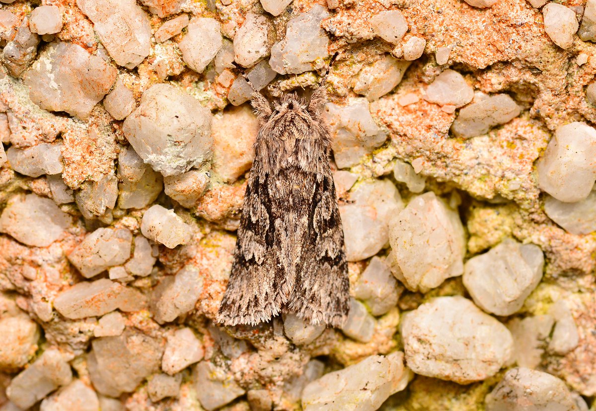 Another couple of Early Greys (Xylocampa areola) roosting on my garage wall. #MothsMatter