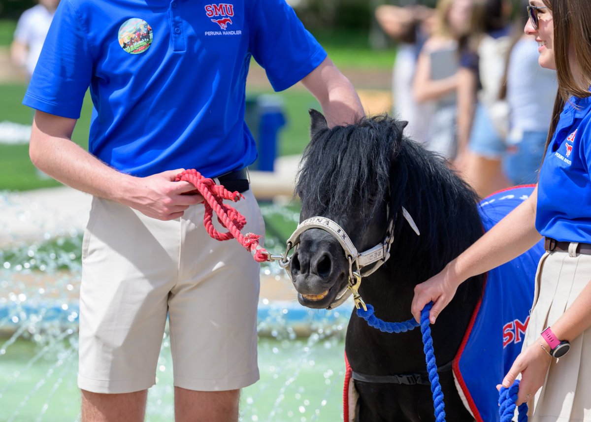 Students saddled up to celebrate Peruna's birthday at the annual PerunaPalooza event on Dallas Hall Lawn 🐎🎈 Join us in wishing our very own Peruna a happy birthday!