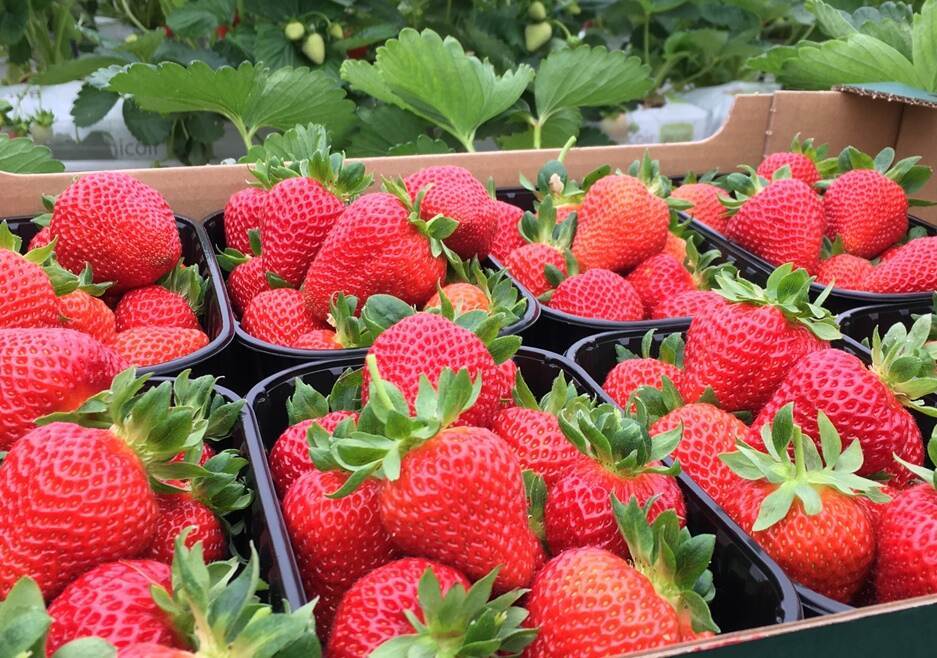 Strawberry fields fret: shortage of seasonal workers looms over Polish agriculture ift.tt/LjIzwDr