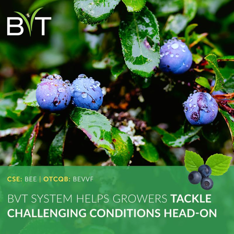 Our precise and versatile technology empowers growers to combat disease outbreaks, even in adverse weather 🌦

Despite heavy rainfall in the Pacific Northwest before the bloom period, BVT's Vectorite with CR-7 biofungicide prevented fungal outbreaks by promptly treating…