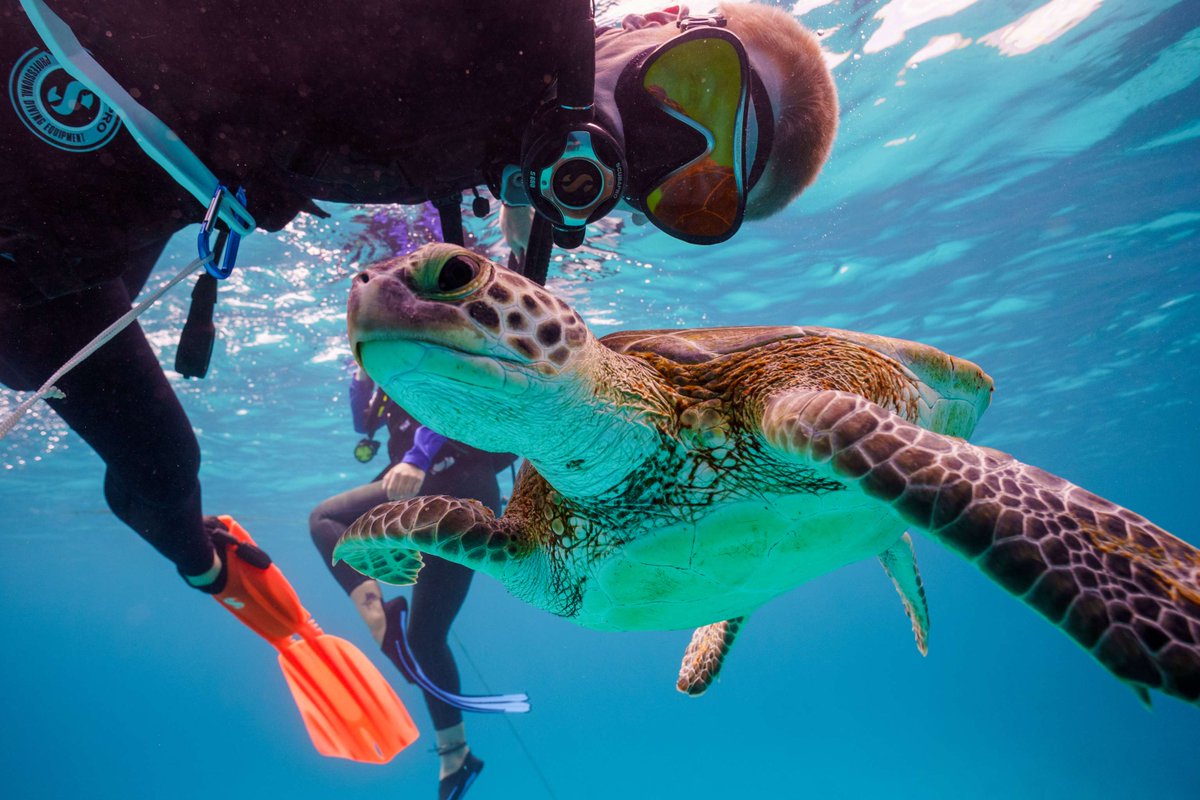 7 new mooring balls were installed in Pelican Cay Land and Sea Park in Abaco! These bright buoys allow vessels to tie lines to a secured rope, reducing anchor drops that cause lasting damage to coral reefs. Projects like these are key to protecting coral reefs🪸