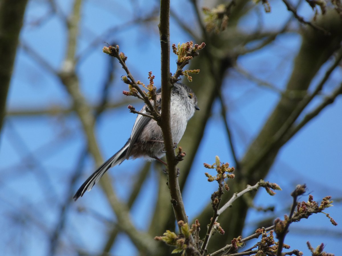 Lots of lovely birds chirping and posing in blackweir woods this week #wildcardiffhour