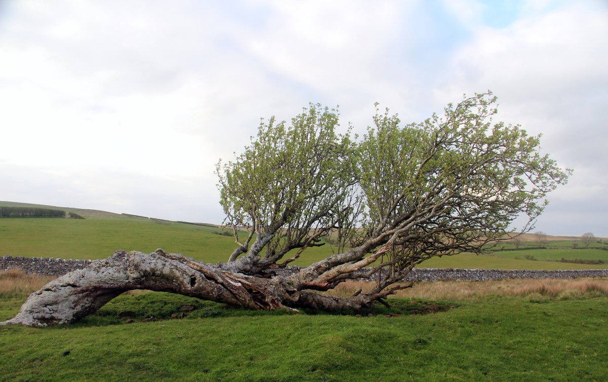 Anyone know where this windblown rowan rests beside an open road?