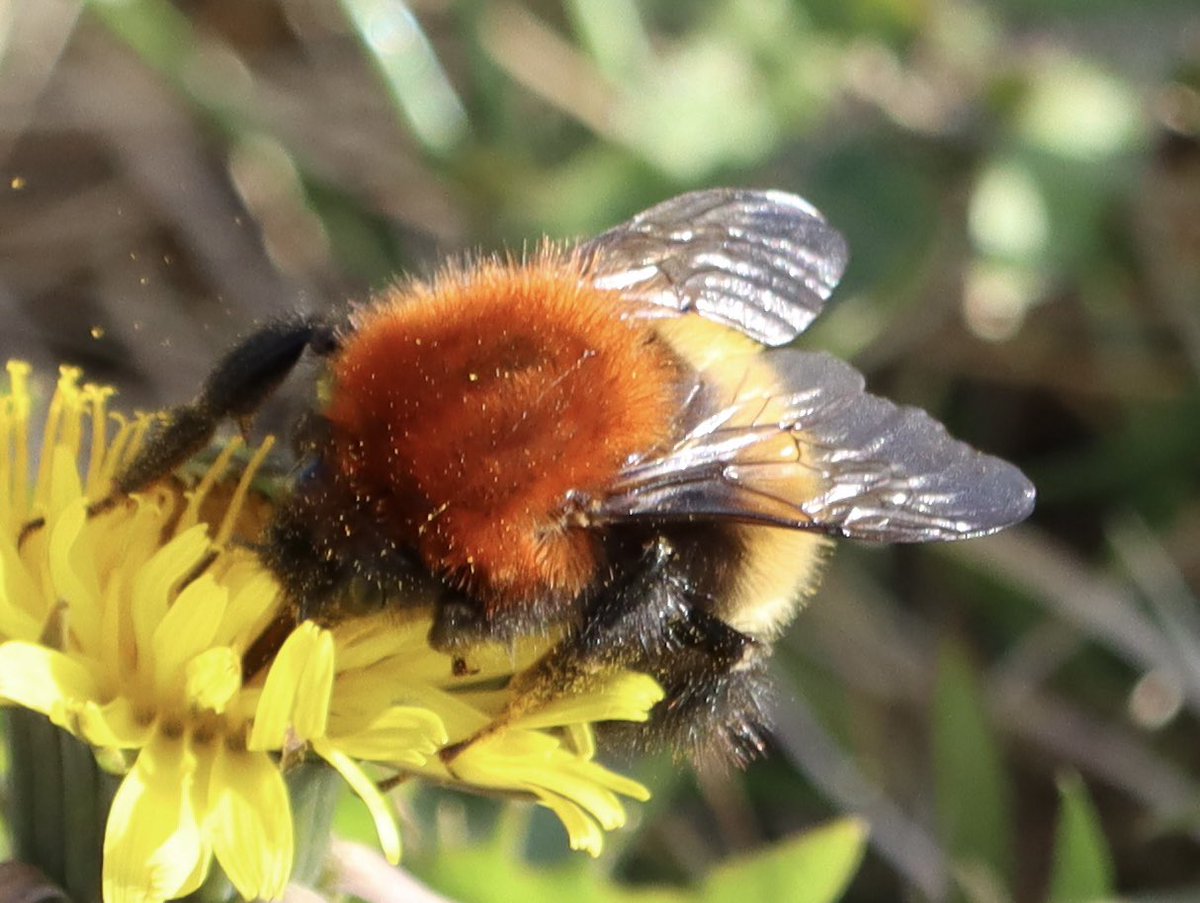 Moss Carder bees in the Hebrides are stunners 🐝