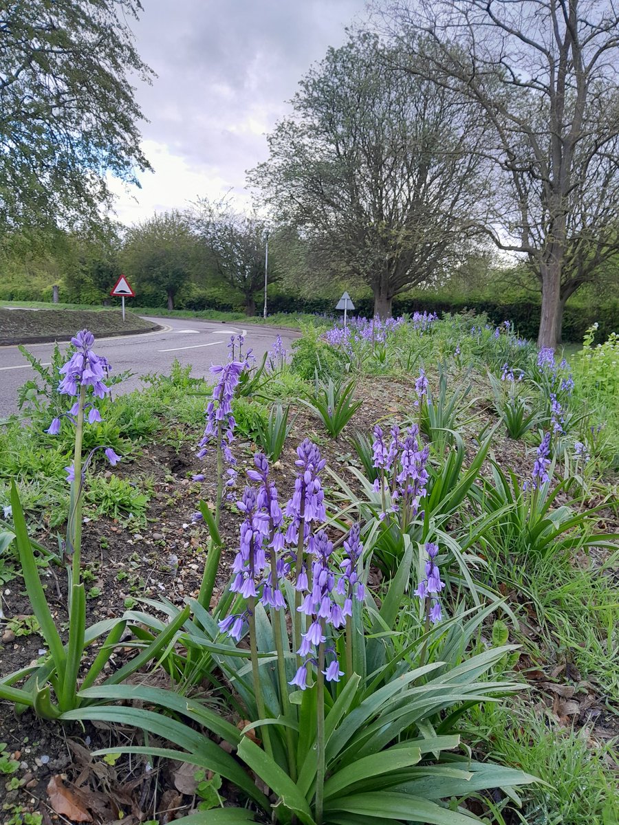 SallyannHR's tweet photo. Well it looked like spring today, even if it difnt feel like it! #bluebells #fulbourn #HQ @CPFT_NHS https://t.co/VE3idX5xCO