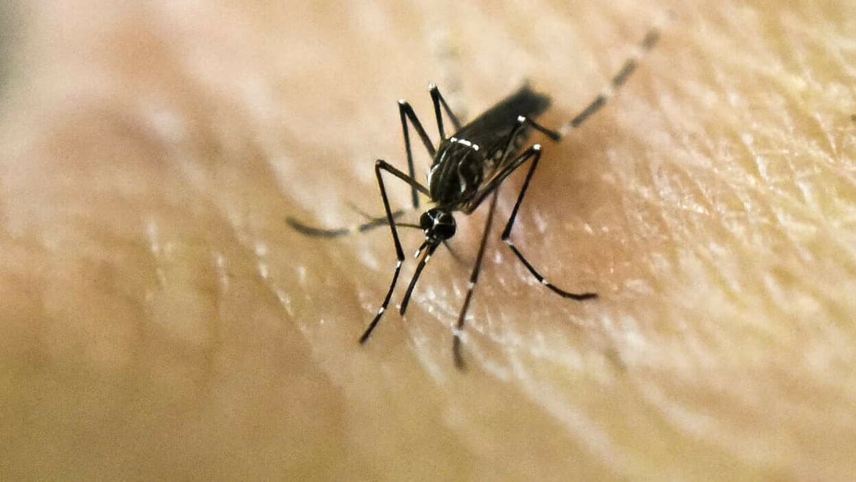 Dengue: déjà un record de cas importés en France métropolitaine, avant même les JO ► l.rmc.fr/N8X