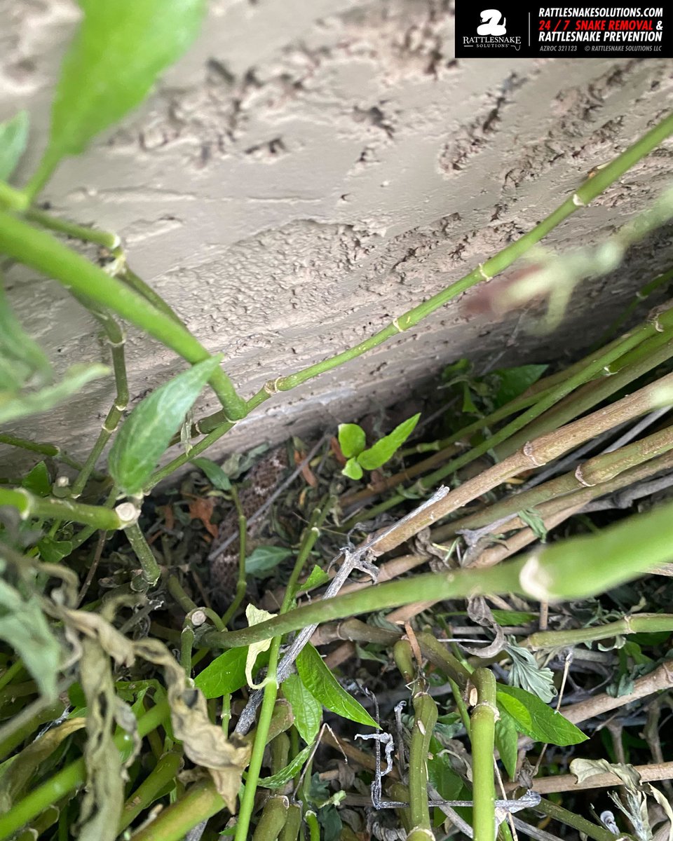 This Western Diamondback Rattlesnake showed up at a north valley backyard. By the time Bryce got there it had moved under some furniture and nearby plants. He was able to get it out and into a packrat nest within its estimated natural homerange.