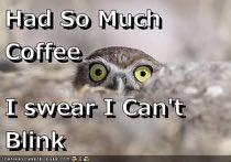 Xirku Kagi 🐺🗝️ tweet media