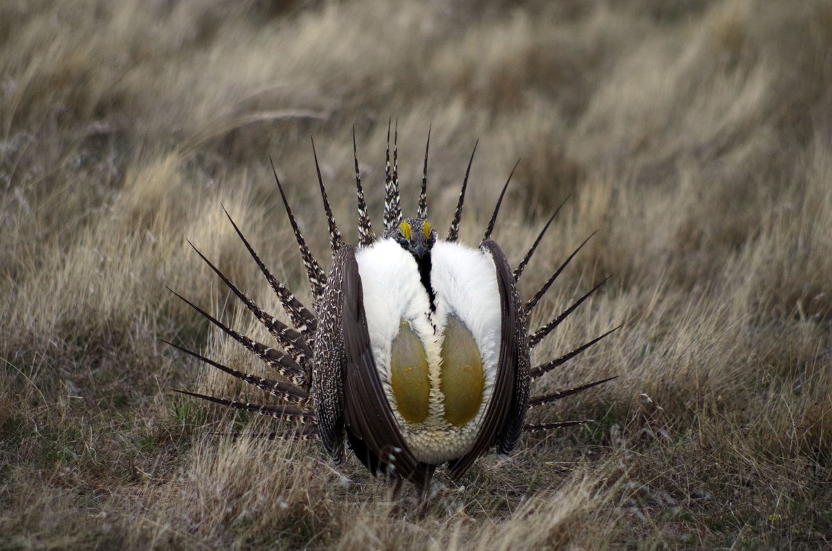 BLM is holding a public meeting on Greater Sage-grouse land use plan amendments tomorrow in Casper. 5 –7 pm at Midwest Edgerton Room at the Agricultural Resource Learning Center, 2011 Fairgrounds Road, Casper. blm.gov/announcement/b…