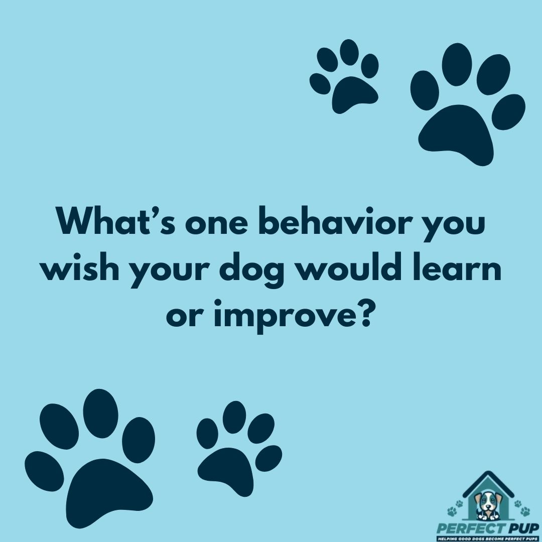 What's one behavior you wish your dog would learn or improve? #dogtrainingquestions #questionoftheweek