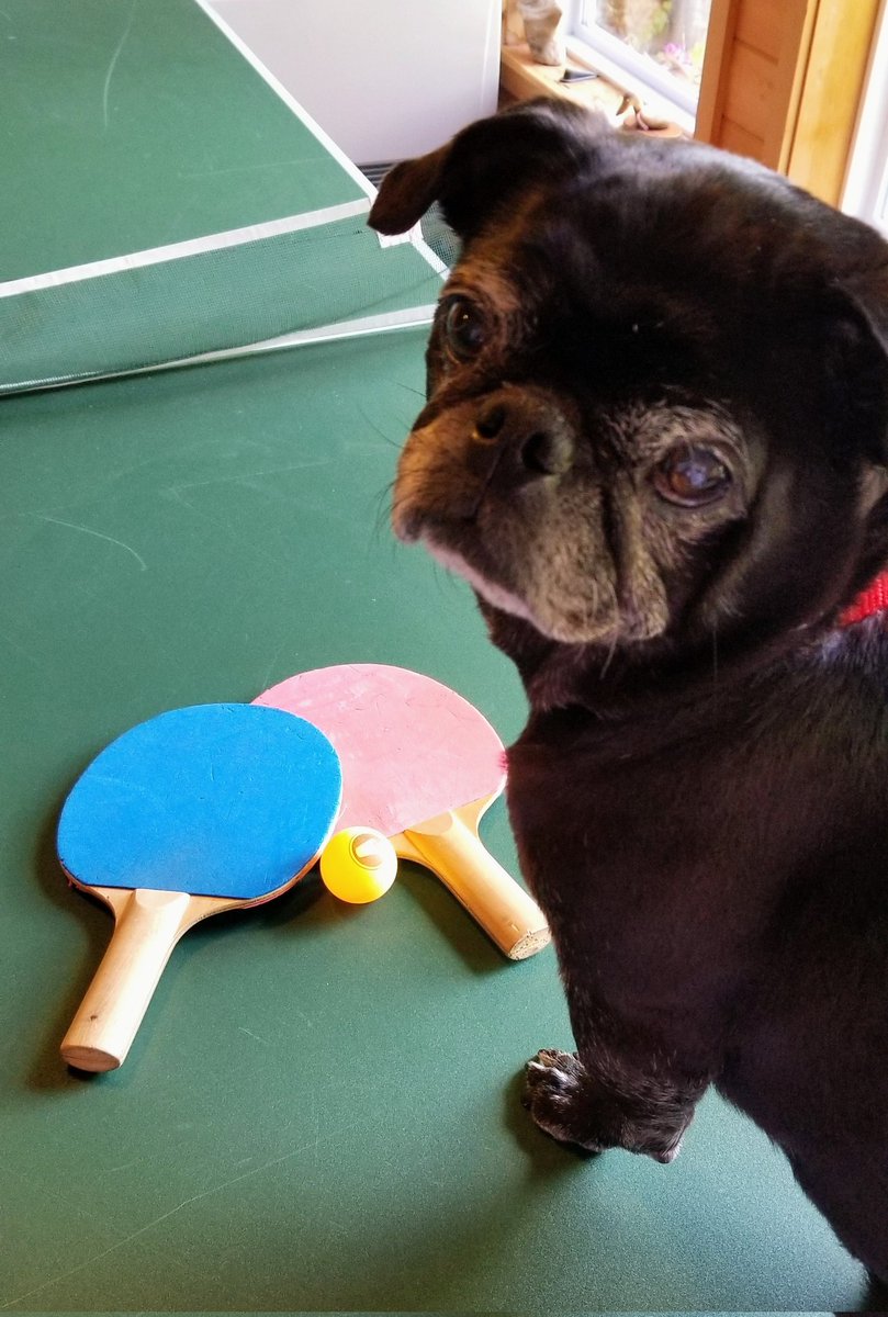 #WorldTableTennisDay...anyone up for a game?!🤣🏓🏓 #TableTennis #pingpong #puglife #pugsoftwitter #dogsoftwitter