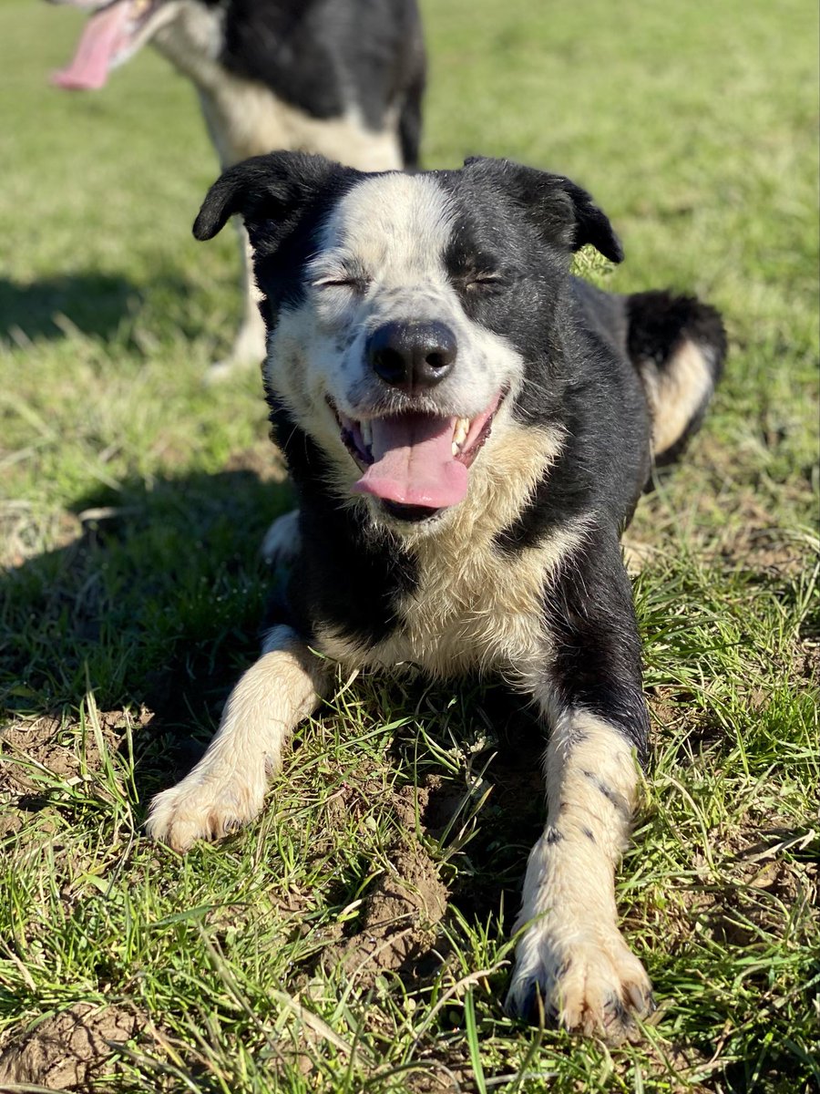 HartCollie's tweet photo. 💙AVAILABLE FOR ADOPTION

Dotty nosed BLUE closed his eyes 👀  made a wish and gave us a #TongueOutTuesday 👅 in the hope someone out there will fall in love with him.

He's 3 years old and a lovely boy who's been with us a while. His home must be out there somewhere ?? 🙏🙏 https://t.co/iPlDMzuqPN