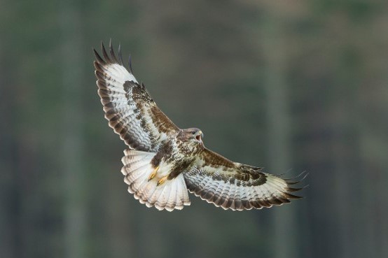 Buzzard shot & killed near Ilkley Moor, West Yorkshire. Police issue appeal for information. Details ⬇️⬇️ raptorpersecutionuk.org/2024/04/23/buz…