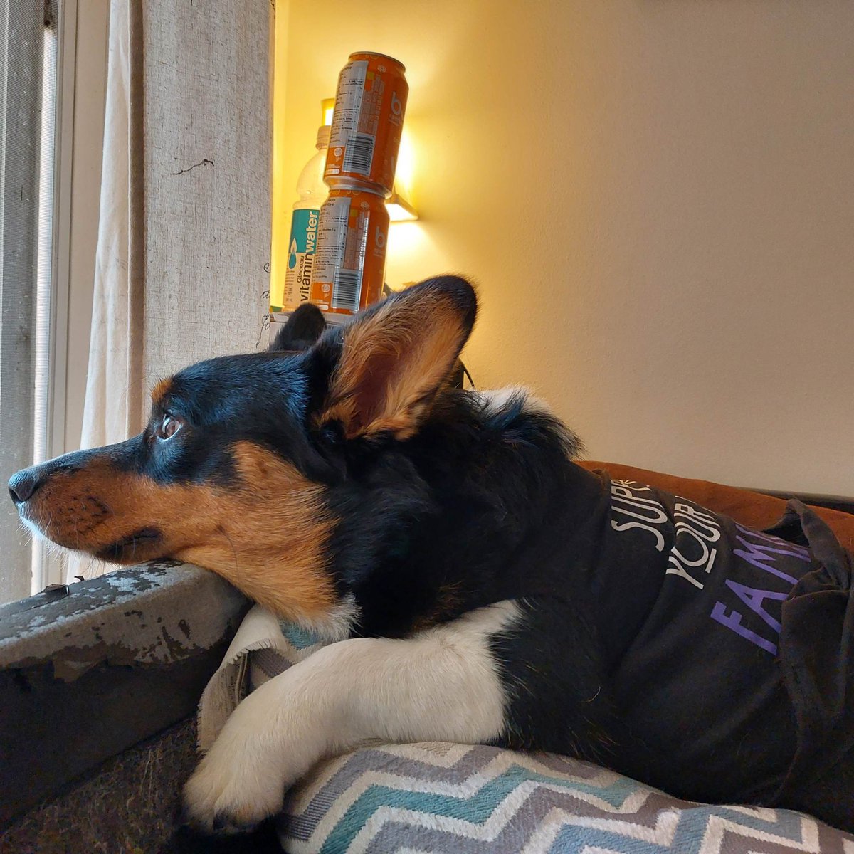 RocknRedPanda's tweet photo. @HeyBenMcLean @jeamdutch @KingstonHSC Bosco was relieved to find out that no Corgi was left behind.

Good job TEAM! https://t.co/TjCPOBMkAt