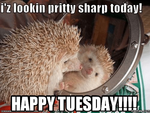 LEADERcleaning's tweet photo. It's the little things that make a big difference.  

We don't skip the little things... we are https://t.co/Q3v2jqsdeI contact us for a #cleaning quote.

#yql #lethbridge #yyc #calgary #yeg #edmonton #Oilers #alberta #hedgehog #Tuesday #commercial #canada #smilingfriends https://t.co/JPbm3t24GO