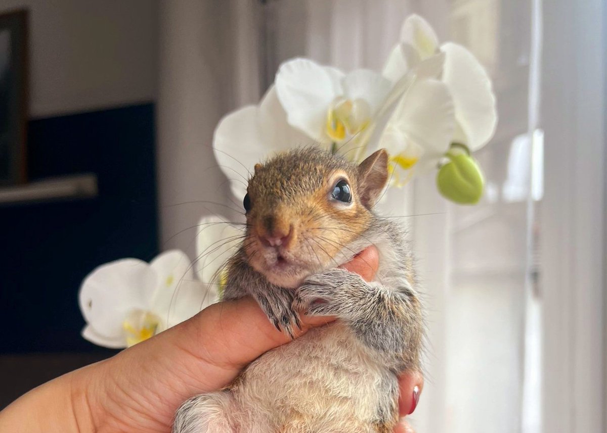 LET'S SAY IT WITH FLOWERS: millions of thanks to Nadia, Nikki, MariaB, Carol and Marcus, for sending us gifts from our Amazon Wish List amazon.co.uk/hz/wishlist/ls… ❤️🐿